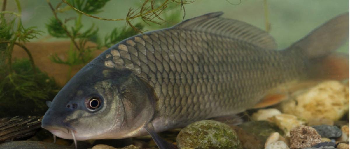 Is river fish good for health?