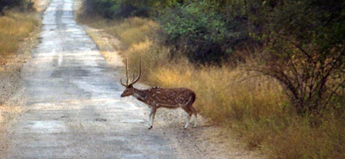 17 spotted deer shifted to Satpura Tiger Reserve