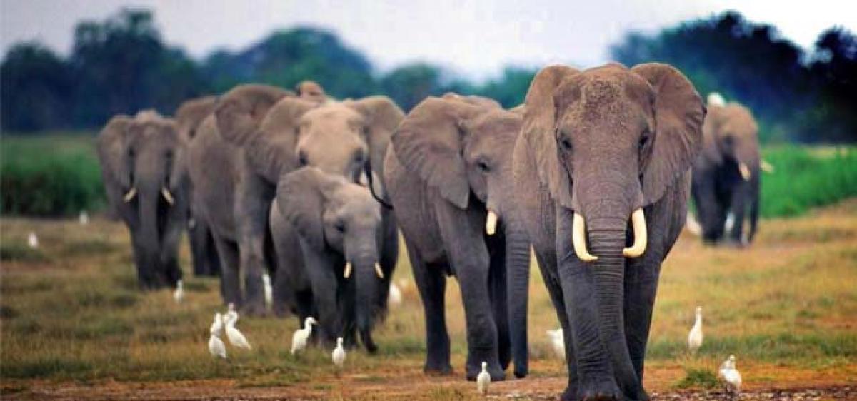 African elephants sleep shortest -- just 2 hours day