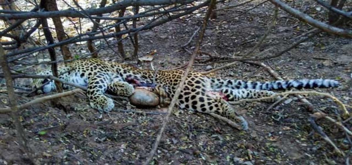 Leopards fight leadsto a big cat’s death