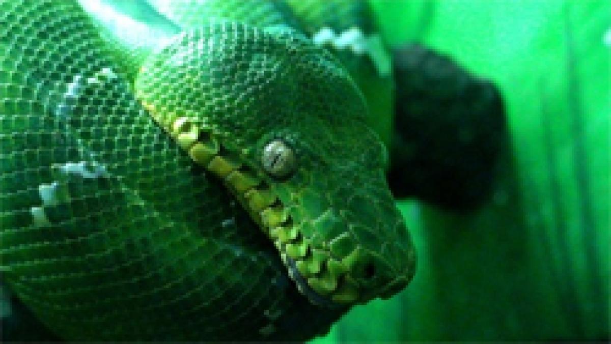 Trivandrum: People throng zoo to see green anacondas