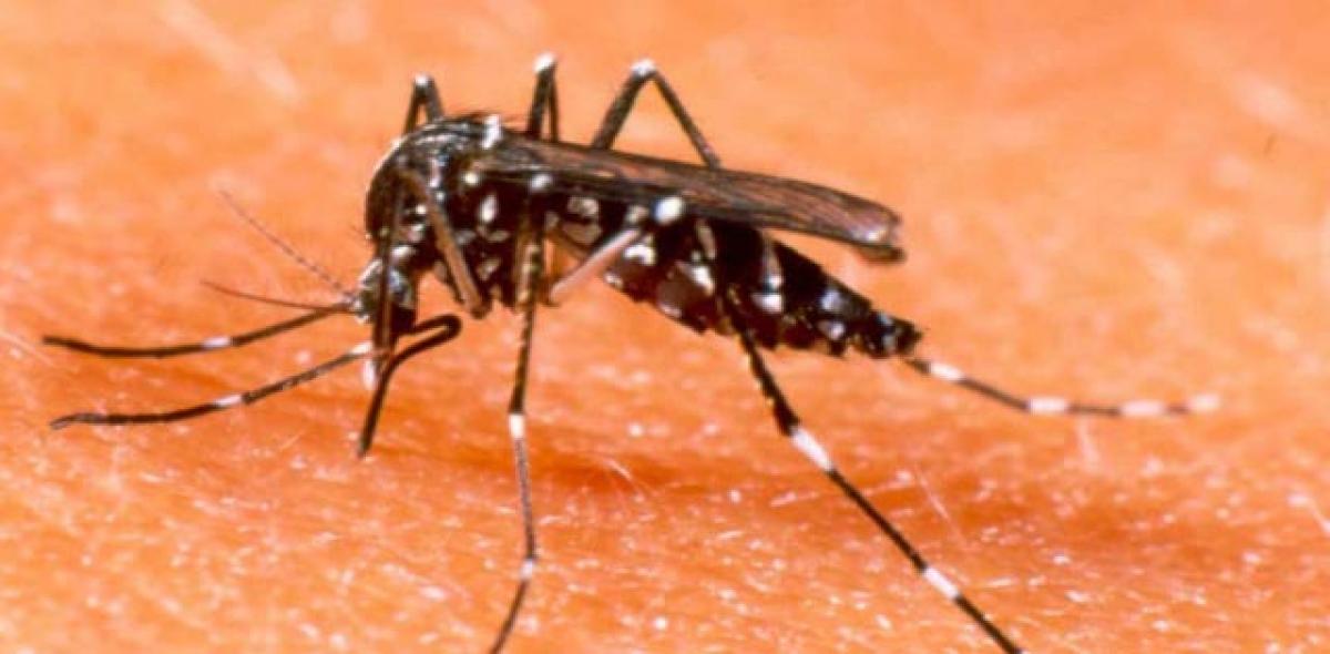 Surgical strikes needed on dengue, chikungunya 