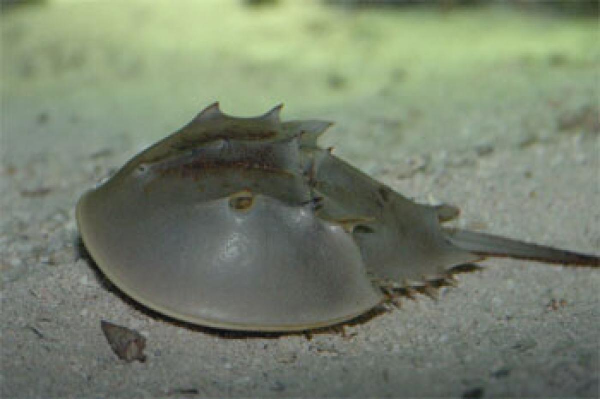 Ignorance endangers horseshoe crab