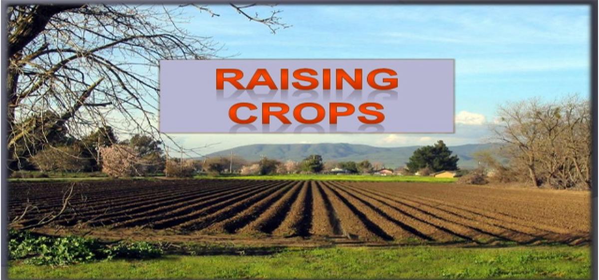 Farmers told to raise dry crops in Rabi