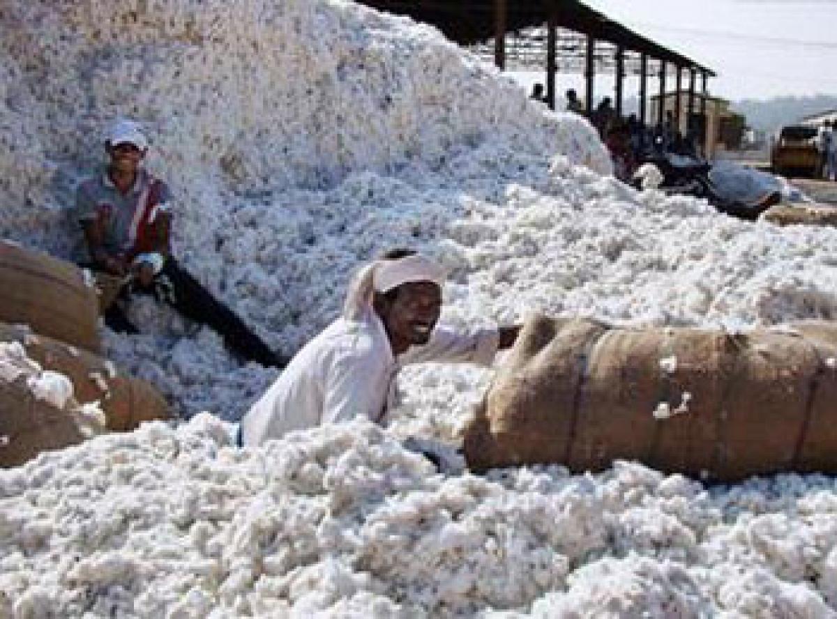 Cotton farm ops in Warangal go kaput