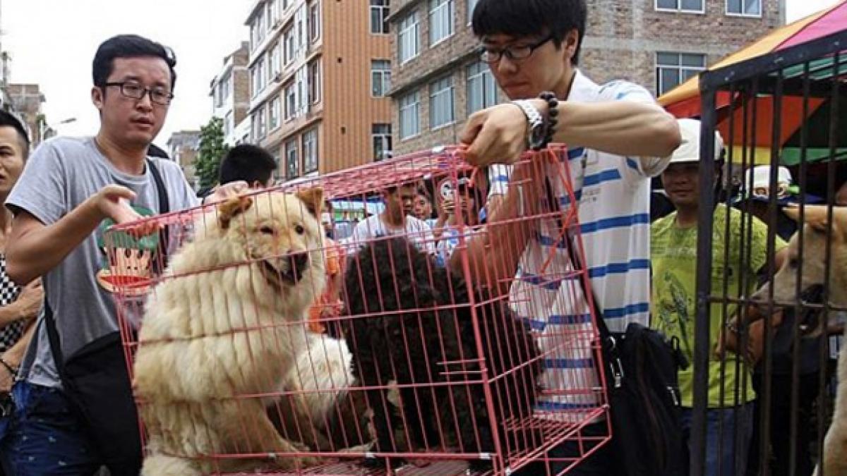 How Dog meat sellers in China evade the ire of animal lovers