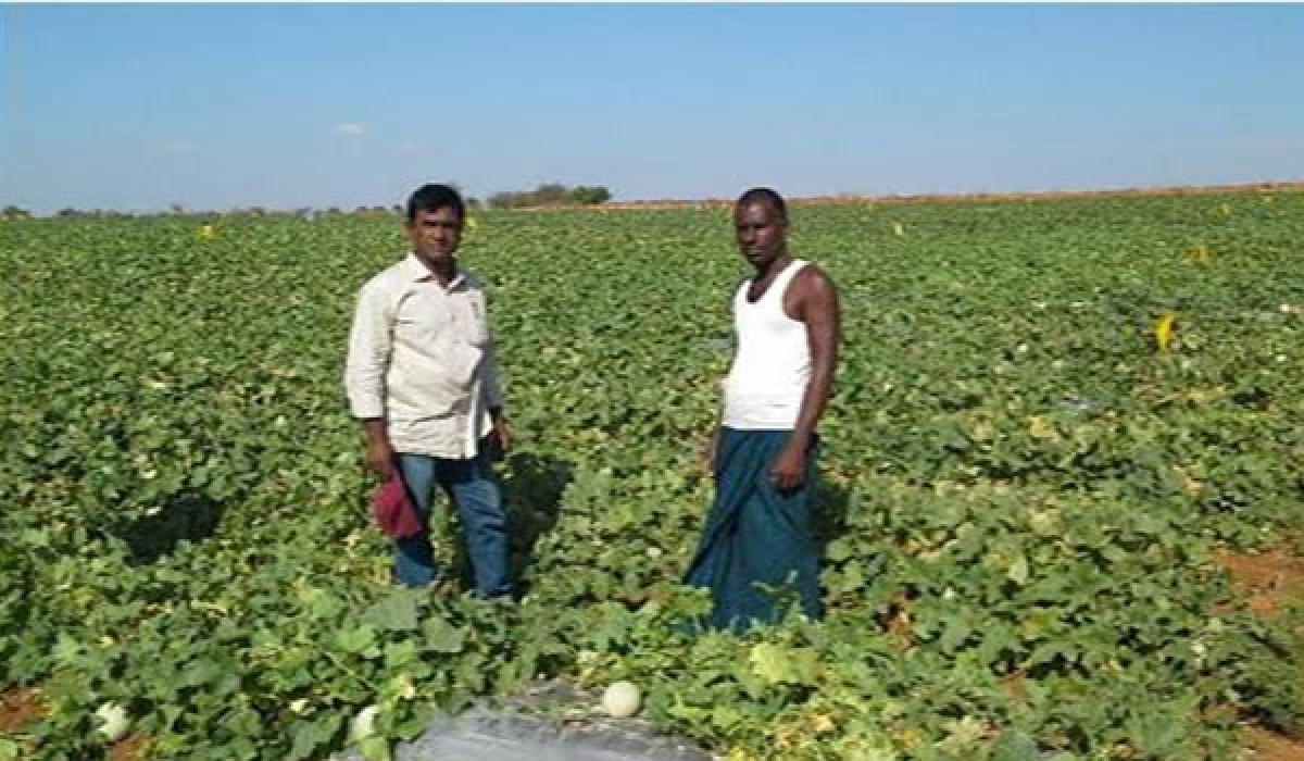 Drip irrigation provides succour to Anantapur dist