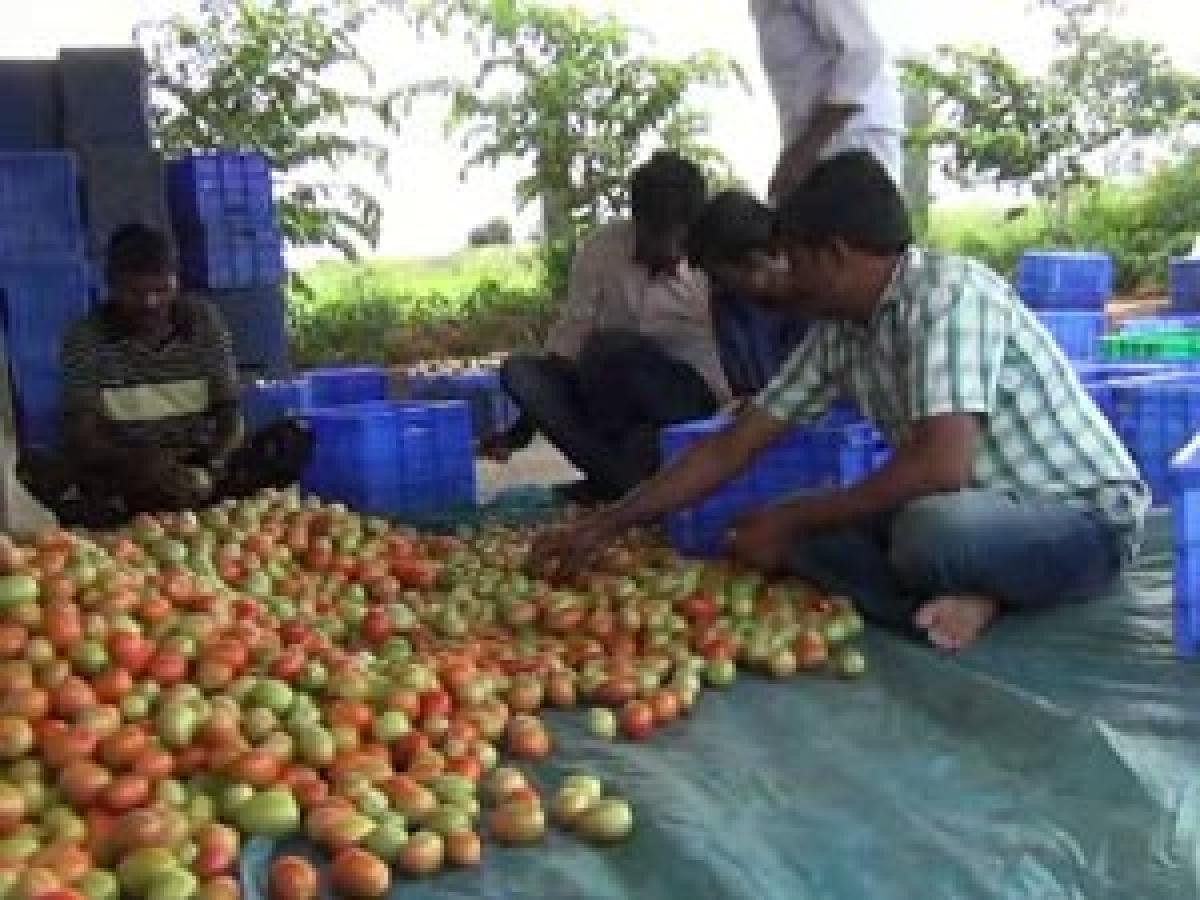 Tomato turns fortune maker of farmer