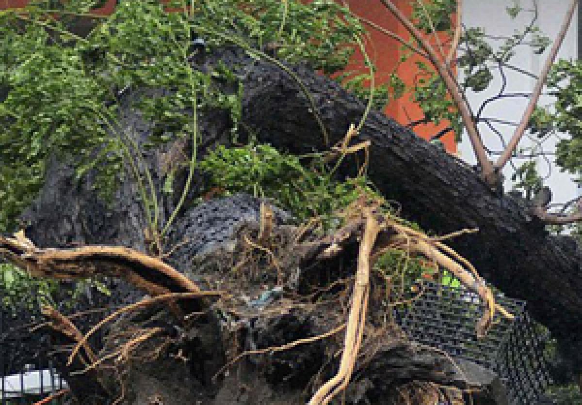 Woman, two kids crushed to death after strong winds uproot tree in Telangana