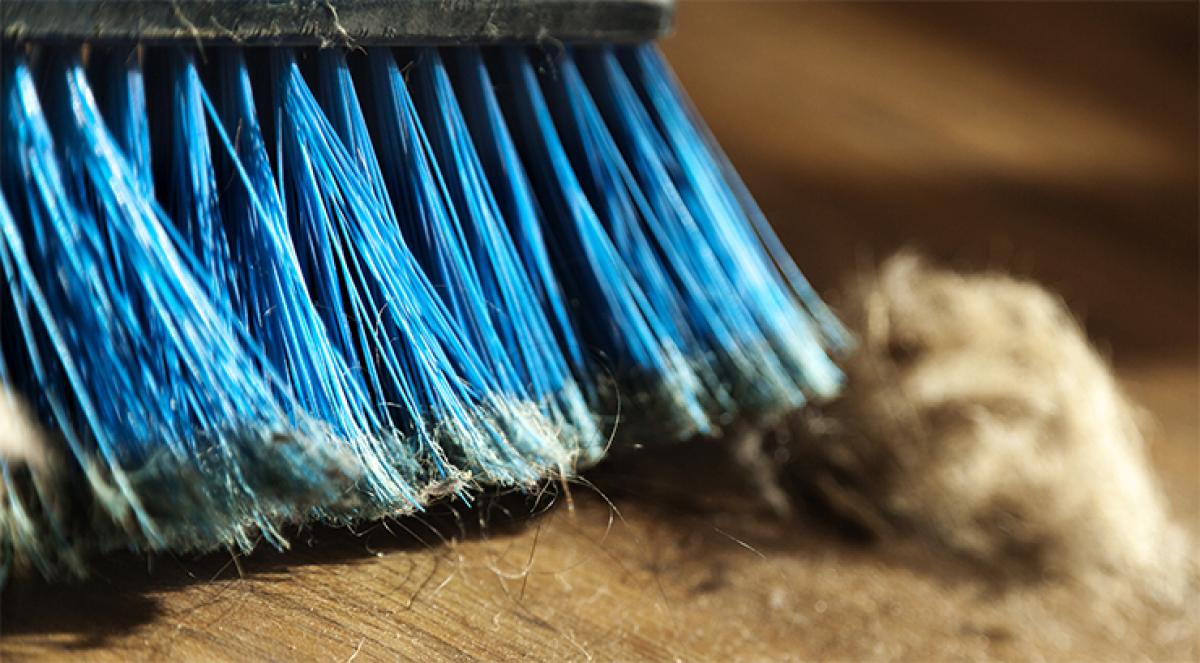 Dust in your house can tell gender of occupants