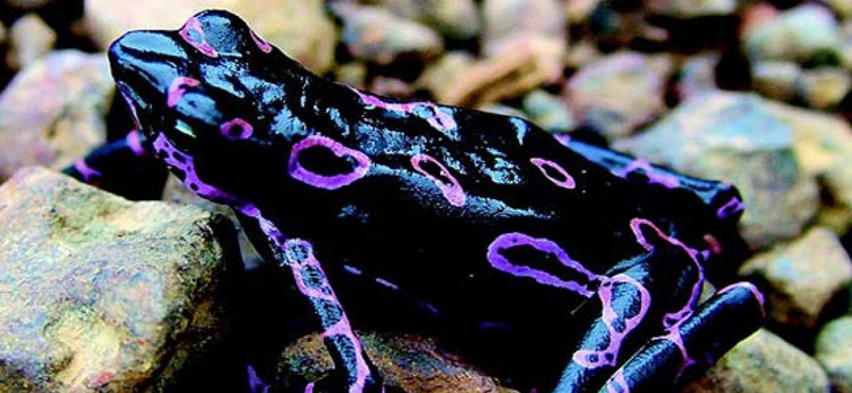 Worlds first fluorescent frog discovered in South America