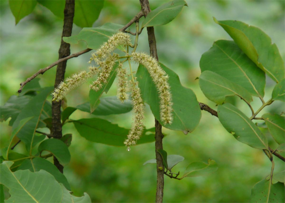 Silkworm growers get govt nod to use Nallamaddi leaves