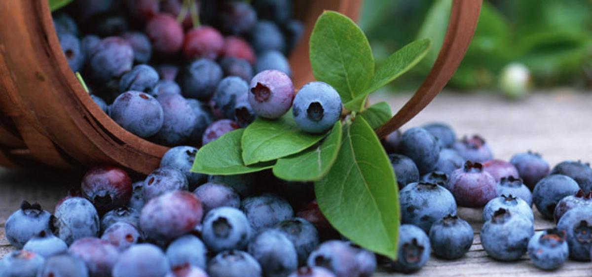 Drinking blueberry juice may boost brain function