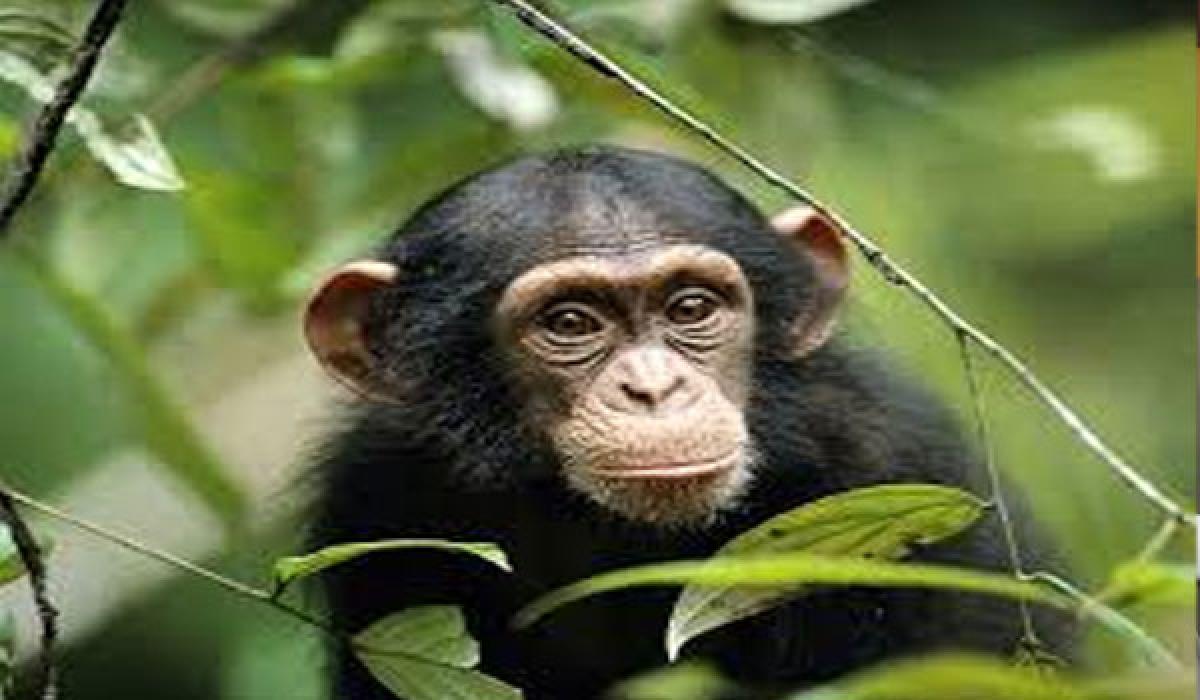 Chimps  escape, return to enclosure