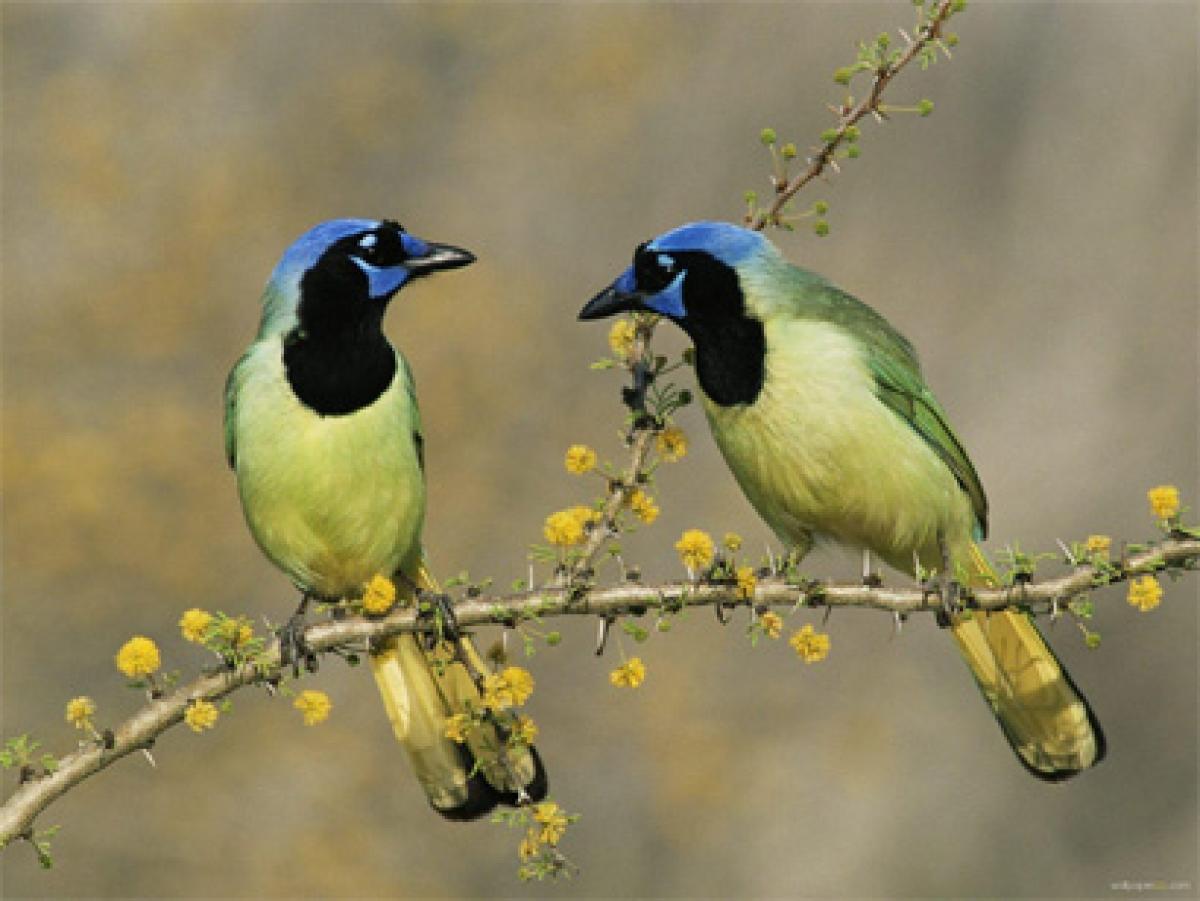 Jharkhand has 11 rare species of birds