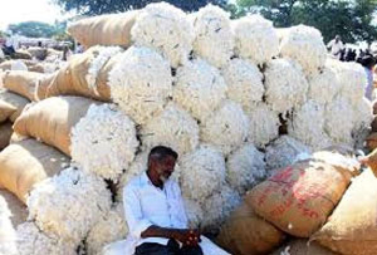 Cotton farmers reaping miseries