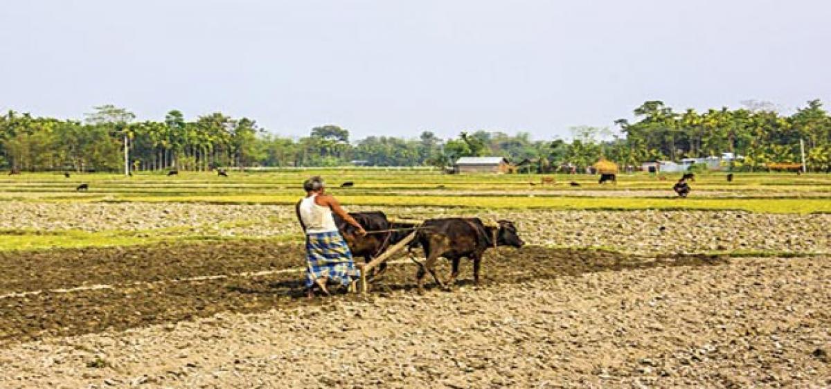 Farmers gear up for rabi  season in Krishna district