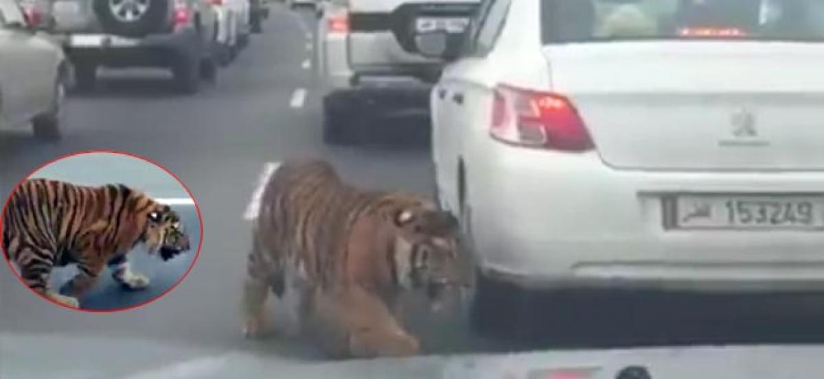 Hair rising commute: Tiger on the prowl on Qatar roads