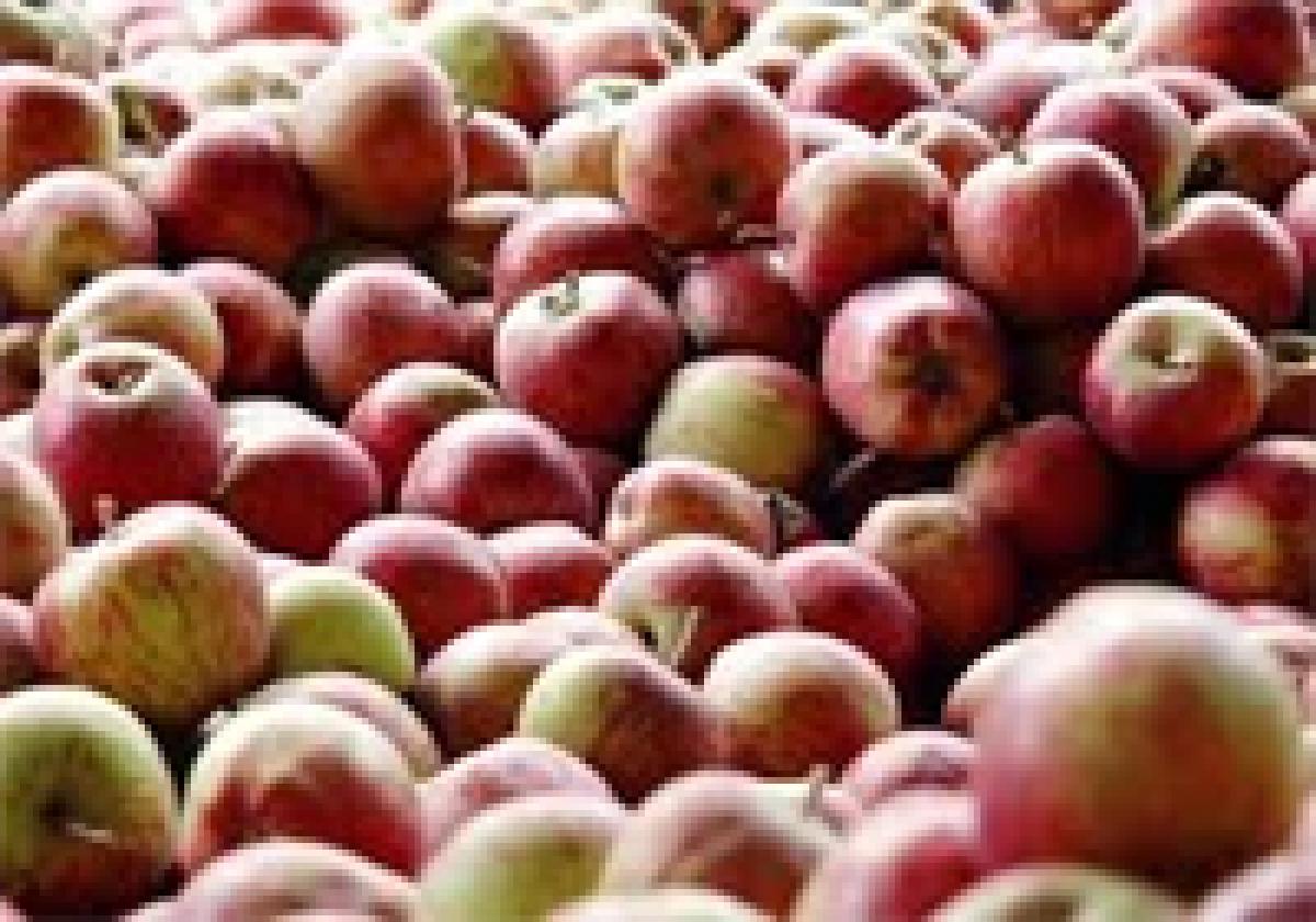 Himachals apple business juicy with bumper crop