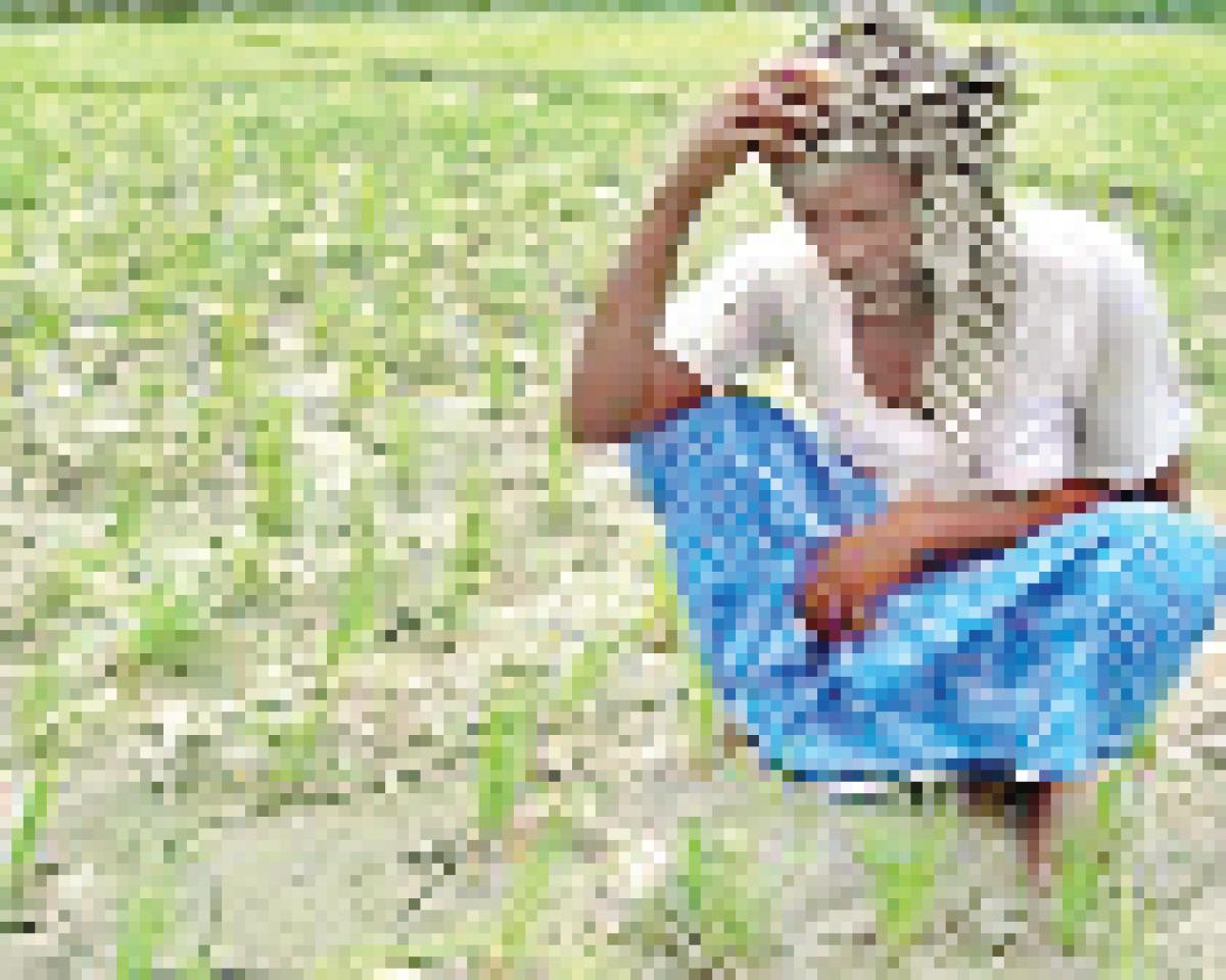 Farmers to get subsidy if rains fail