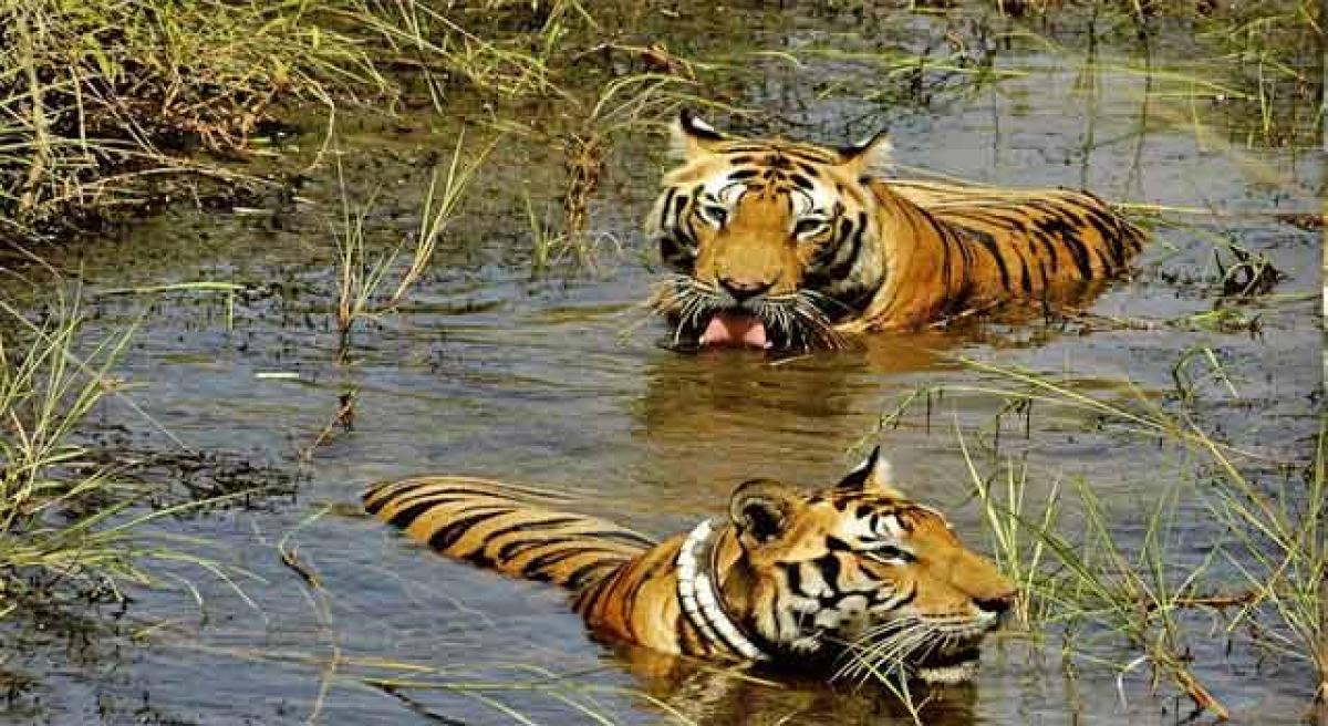 Tiger zone at Eturunagaram sanctuary proposed