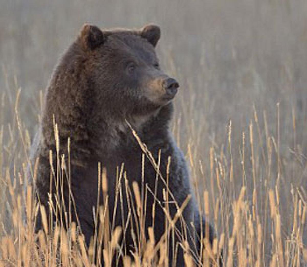 Animals with larger brains are better problem solvers