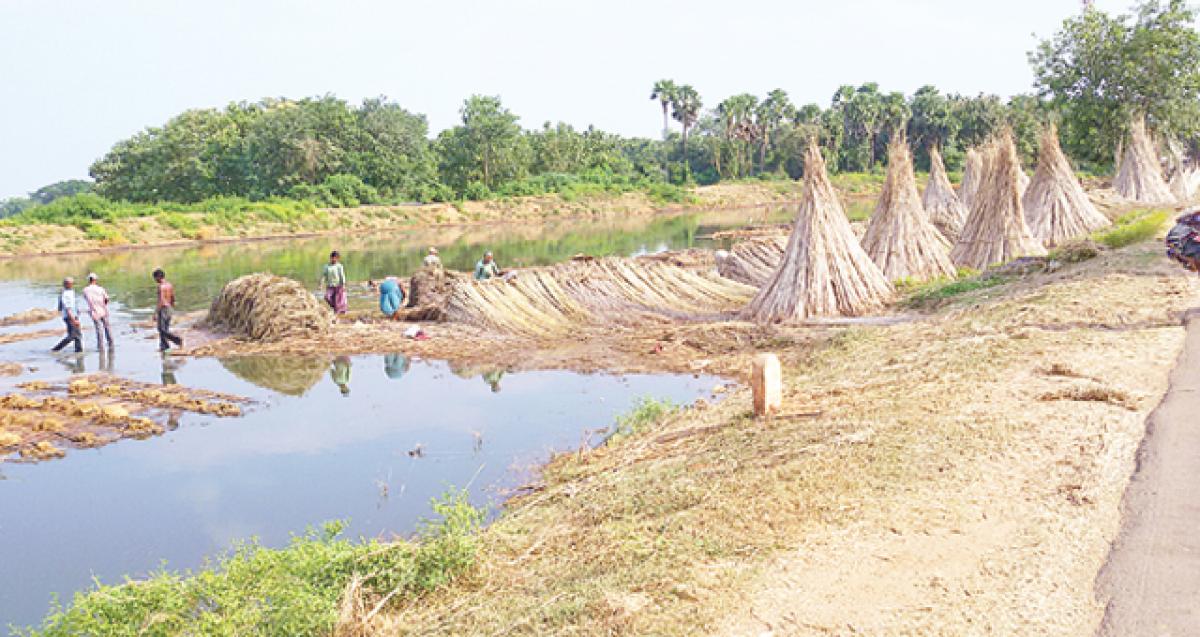 Jute farmers at mercy of middlemen