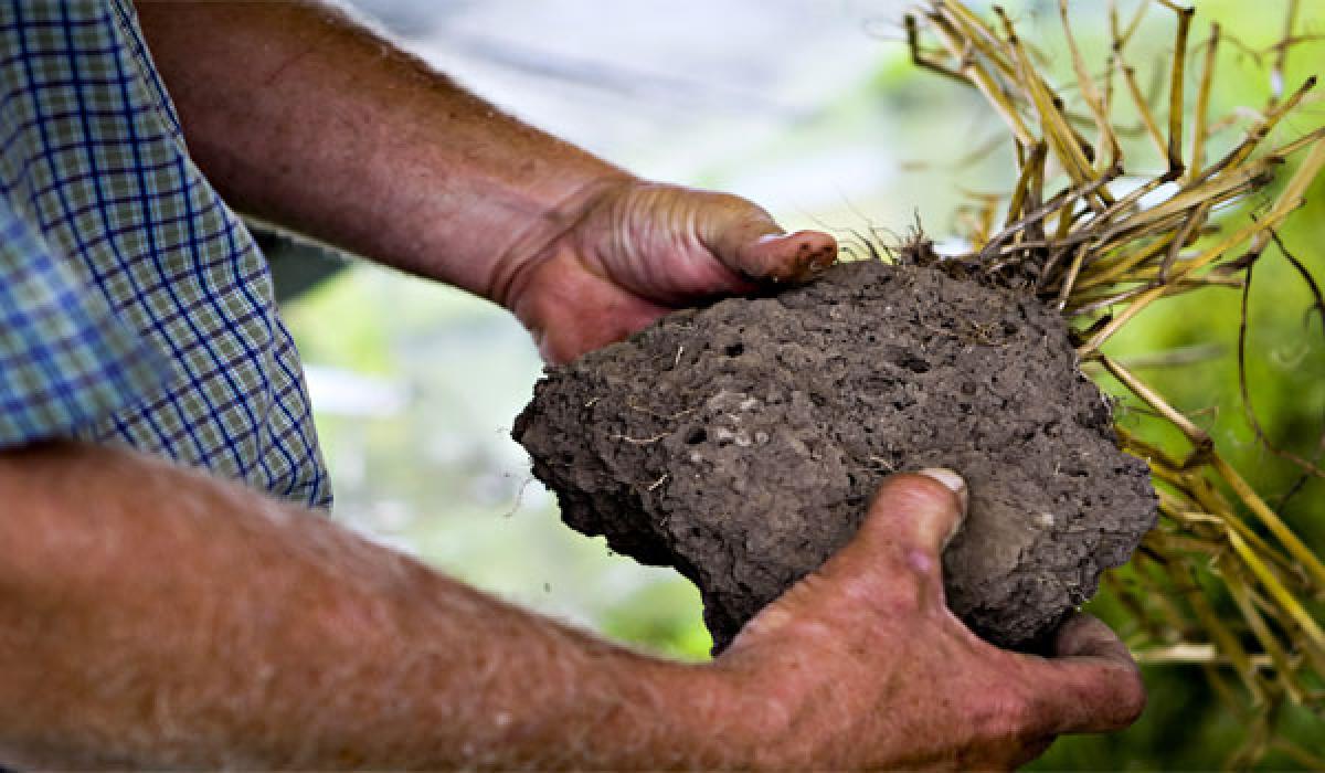 Doctoring a diseased, unproductive soil