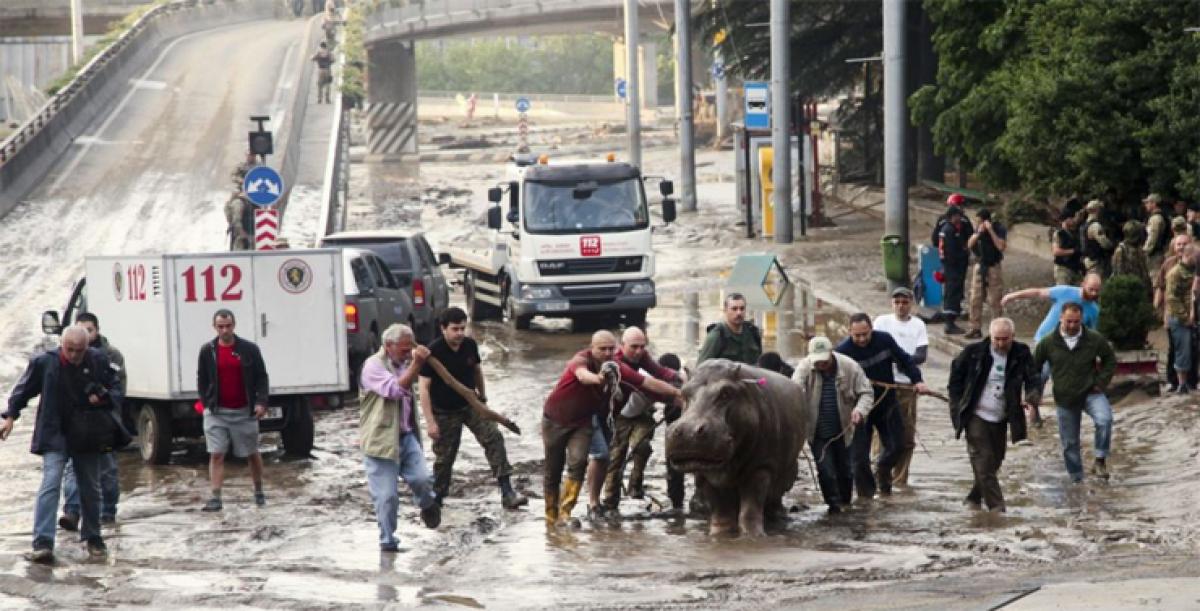 Zoo animals roam streets after flood waters ravage Georgia capital, Tbilisi