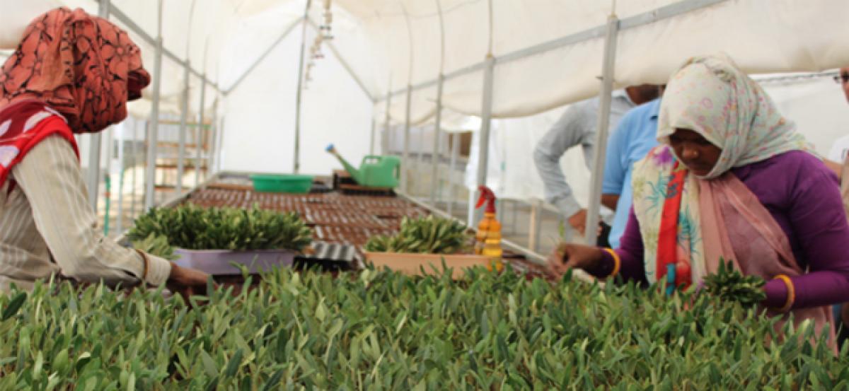 Rajasthan promotes progressive farming with olive cultivation 