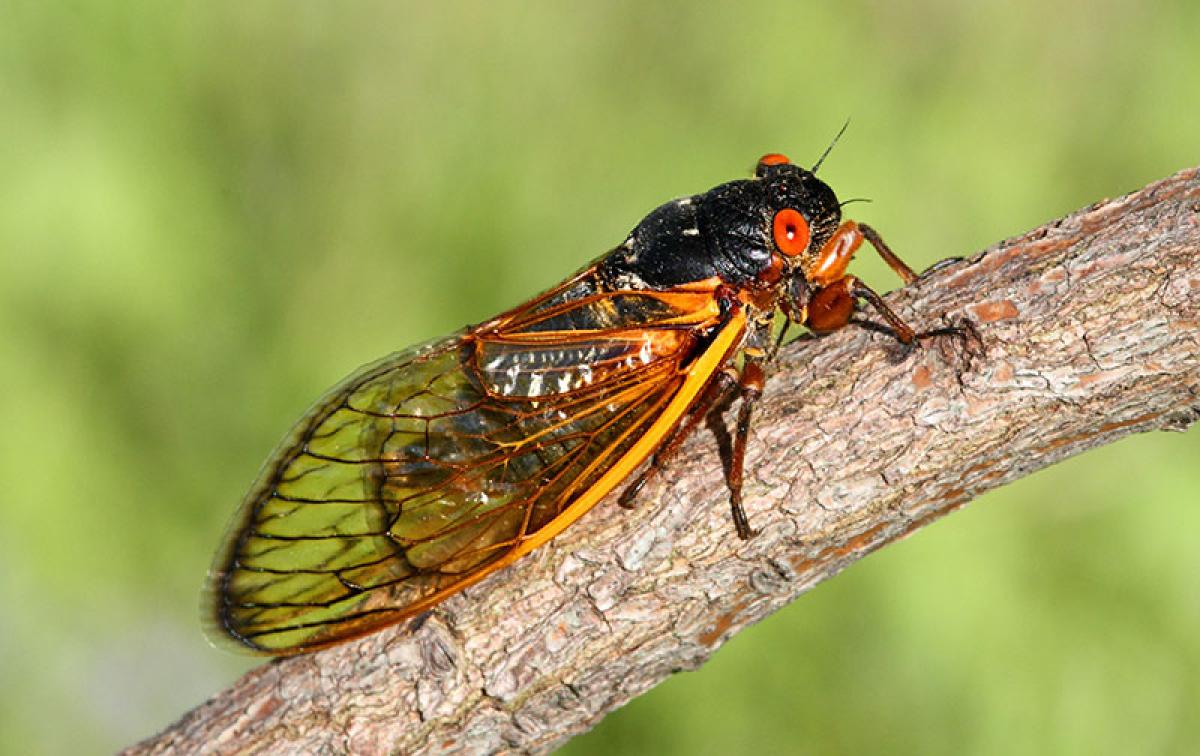 Know the Cicada in your organization – HR message from insect world