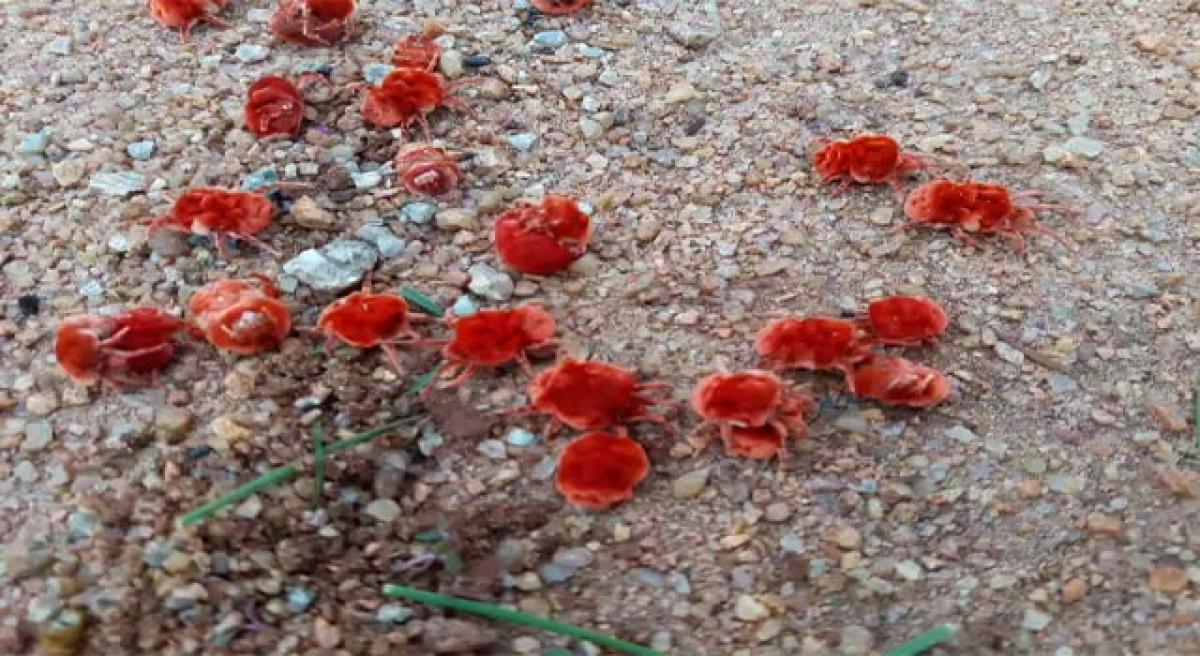 Farmers angry over indiscriminate  collection of Red Velvet mites