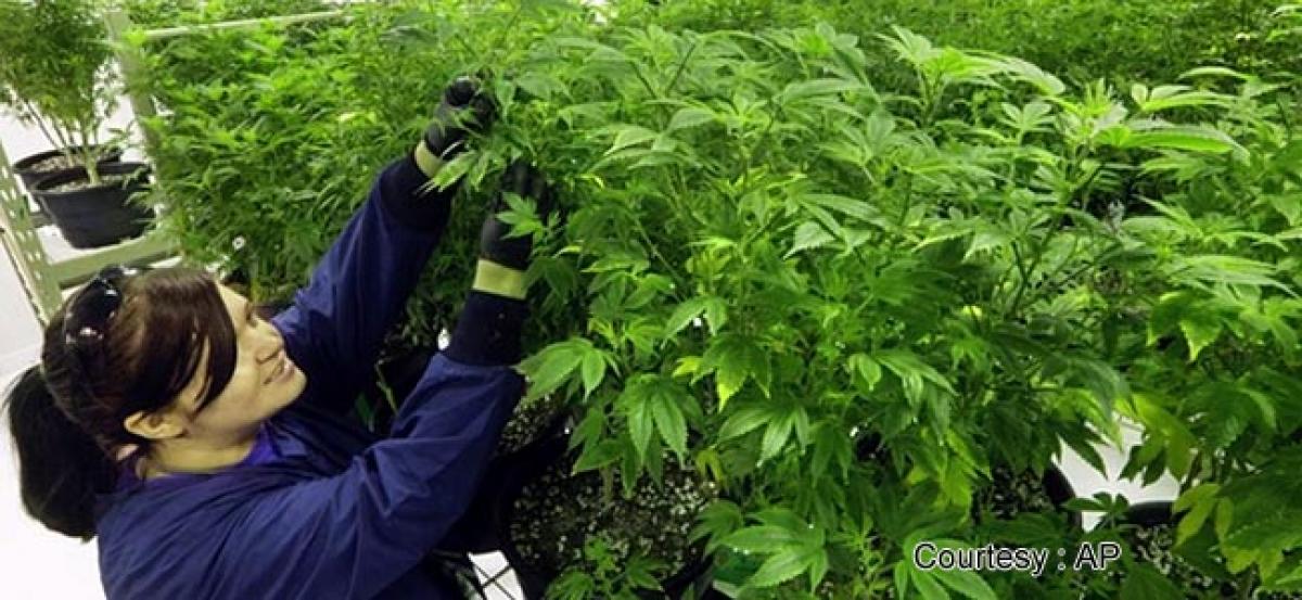 Soon, Australia may soon cultivate medicinal marijuana legally