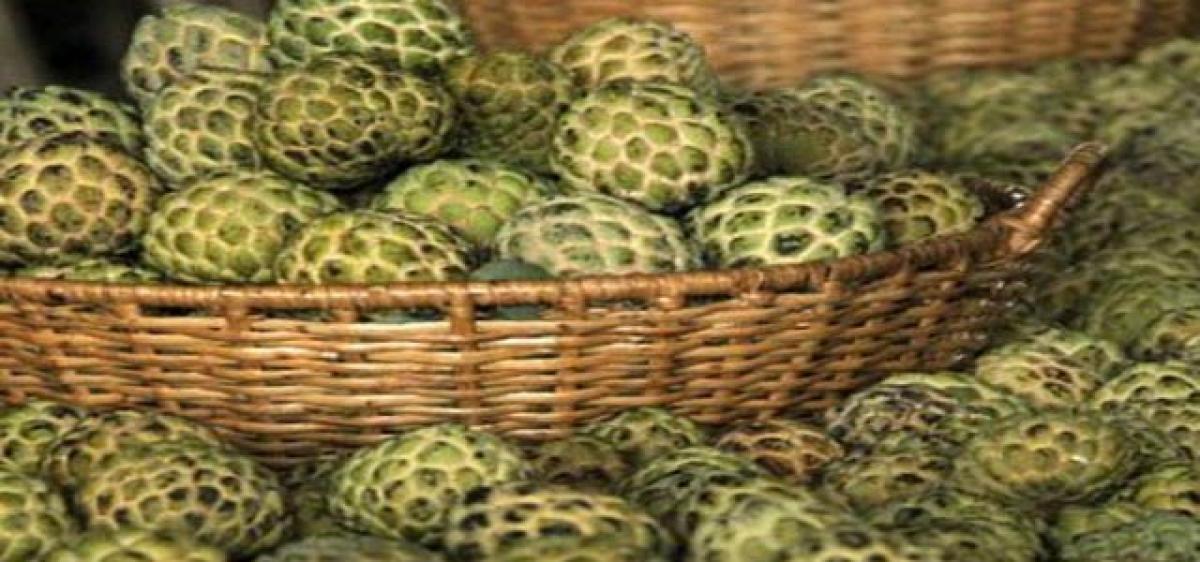 Custard apple, a good source of revenue for farmers in winter 