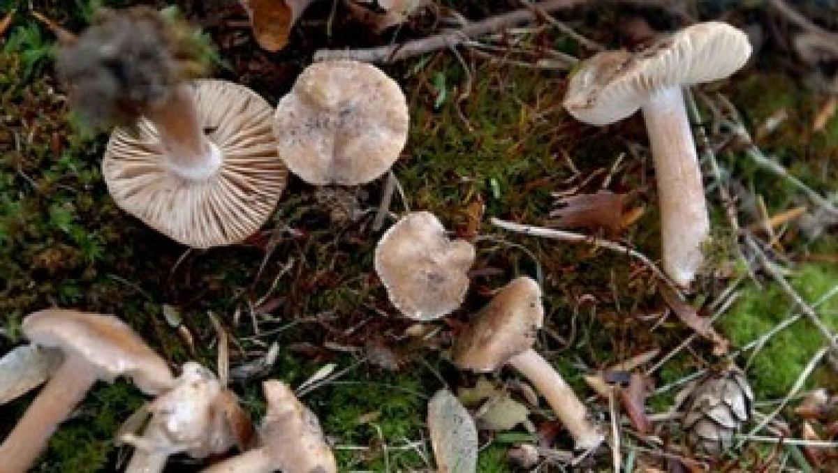 Wild mushroom poisons three to death in Mizoram