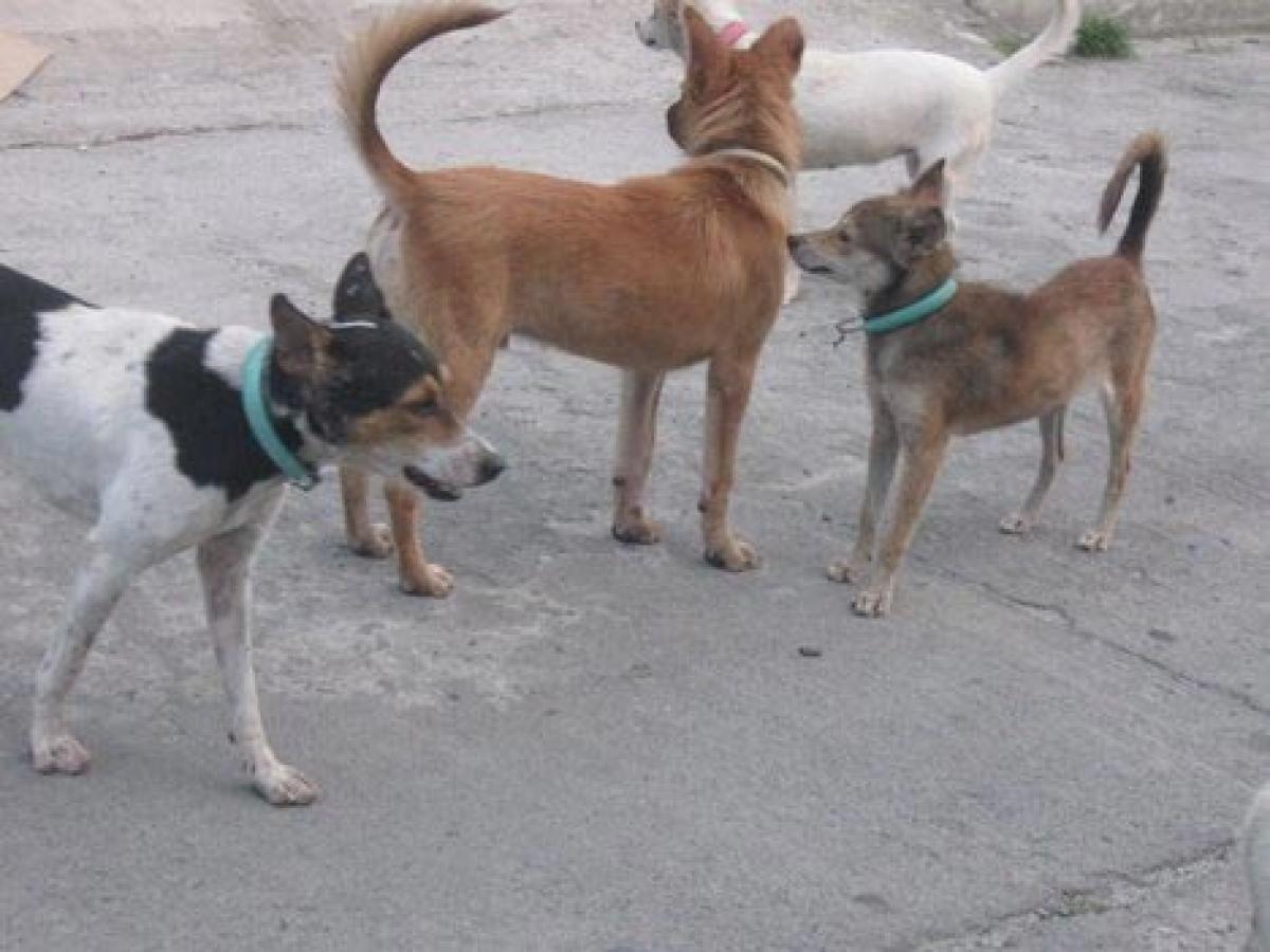 Sterilisation of street dogs