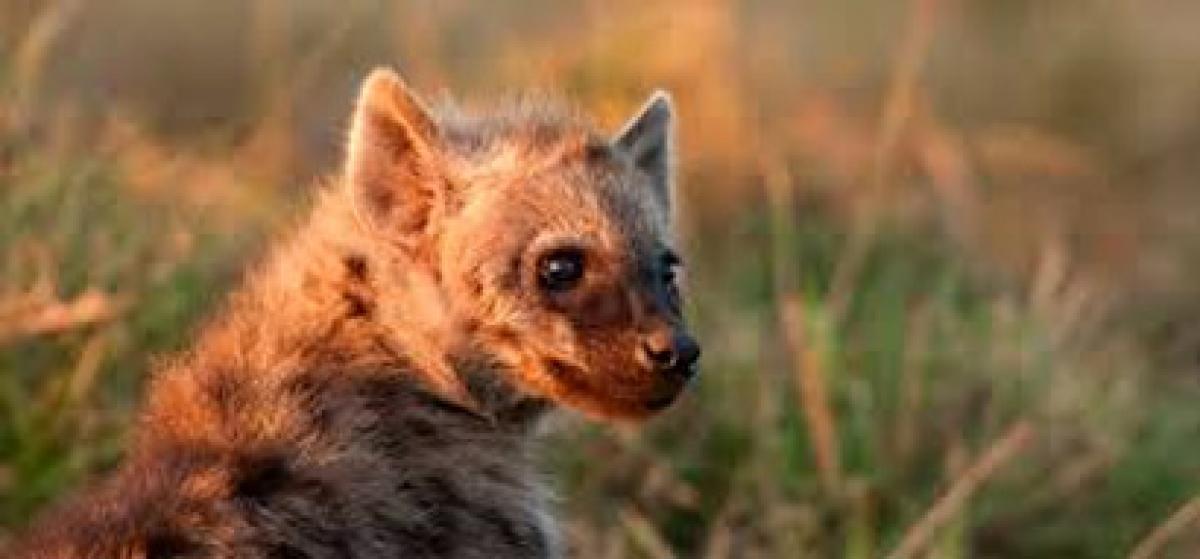 Develop Hyena Innovation – A Management Message