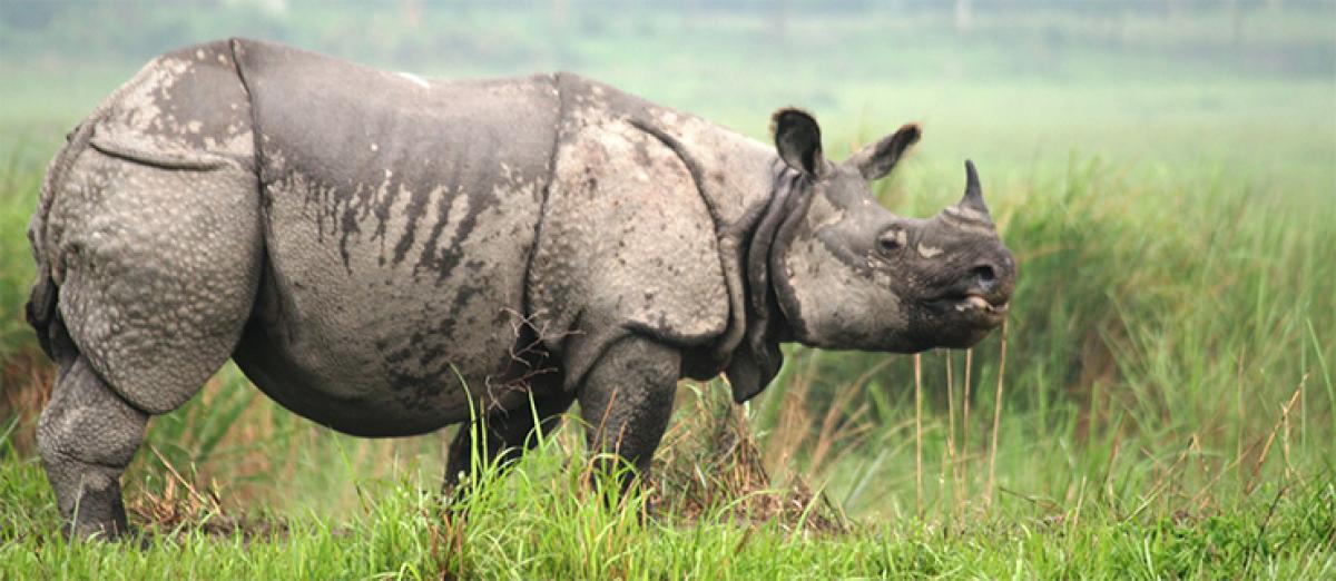 Rhino poachers flee with horn from Kaziranga