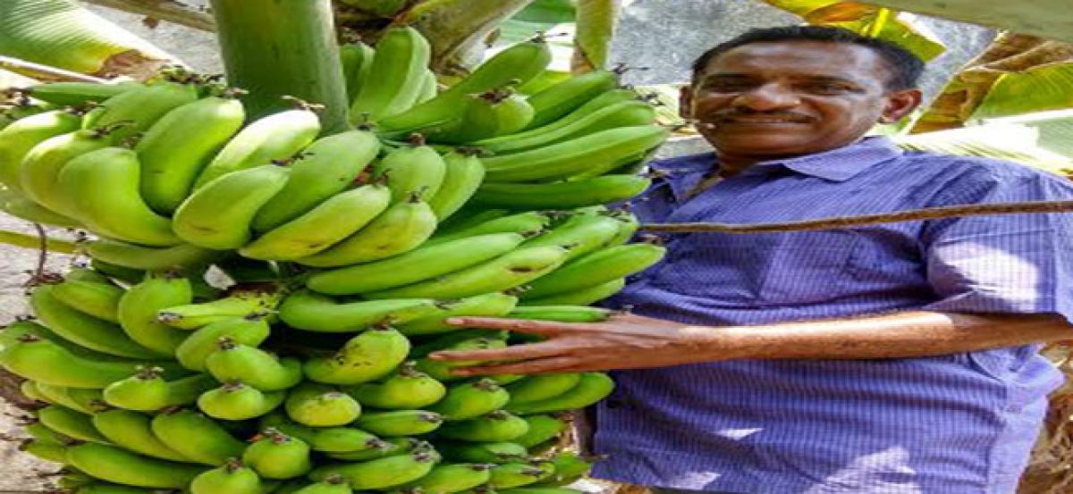 Bhusawal banana sales rise in Eluru