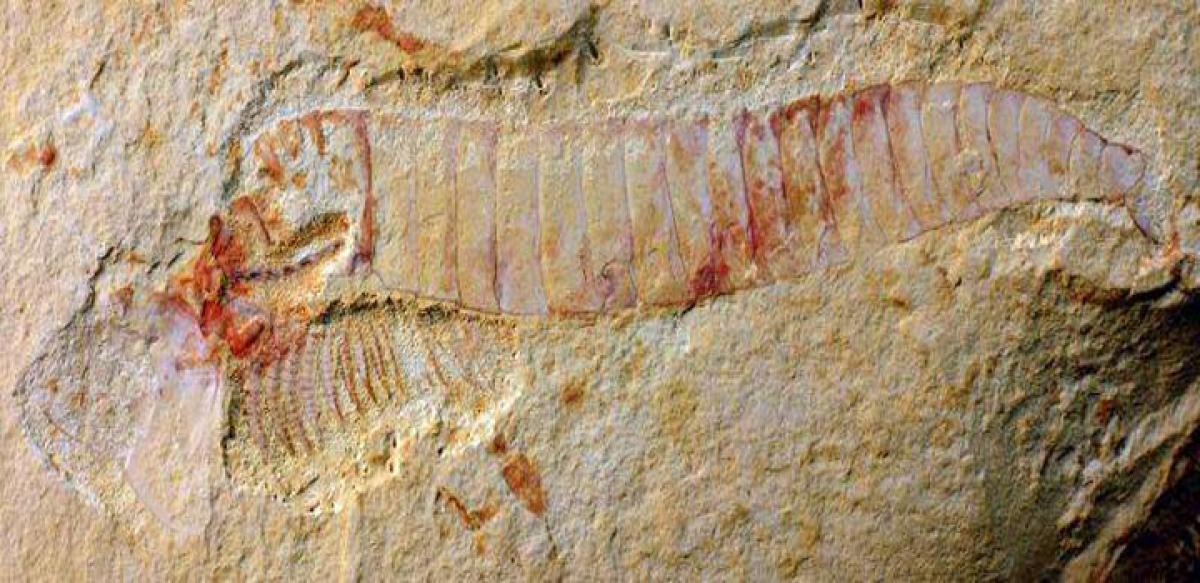 Ancient fossilised nervous system found