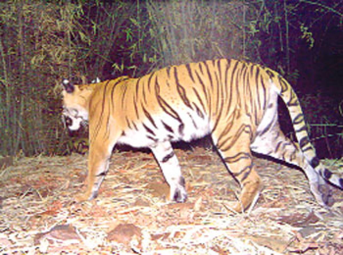 Kawal Tiger Zone hub of tourism now