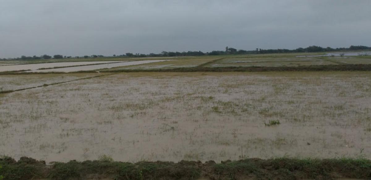 Incessant rainfall boosts hopes of paddy farmers in Prakasam