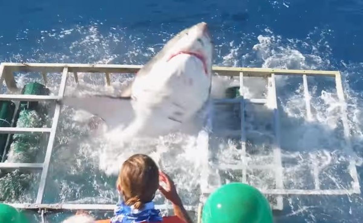 Shark Attack: Video shows great white shark thrashing into a cage with a diver inside