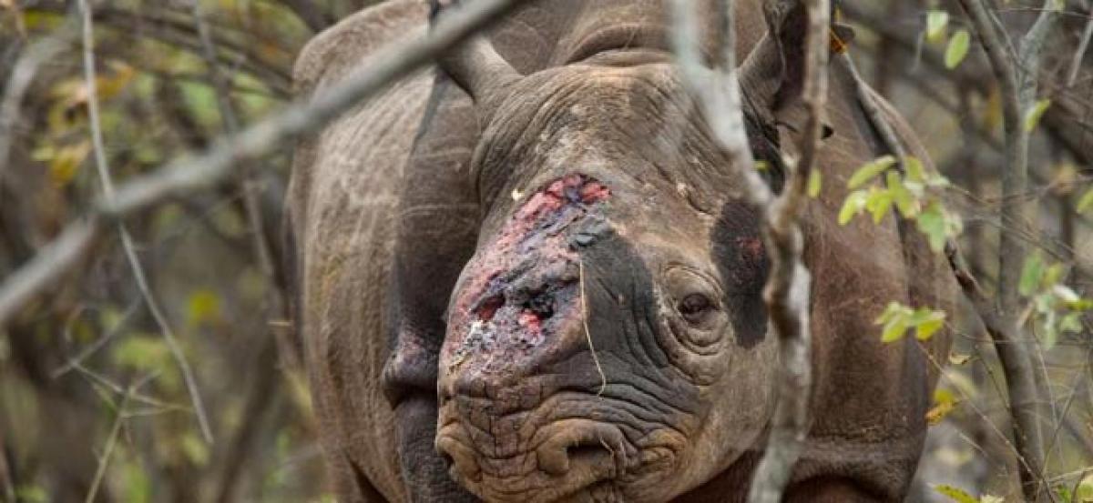 Another rhino poached in Assam.