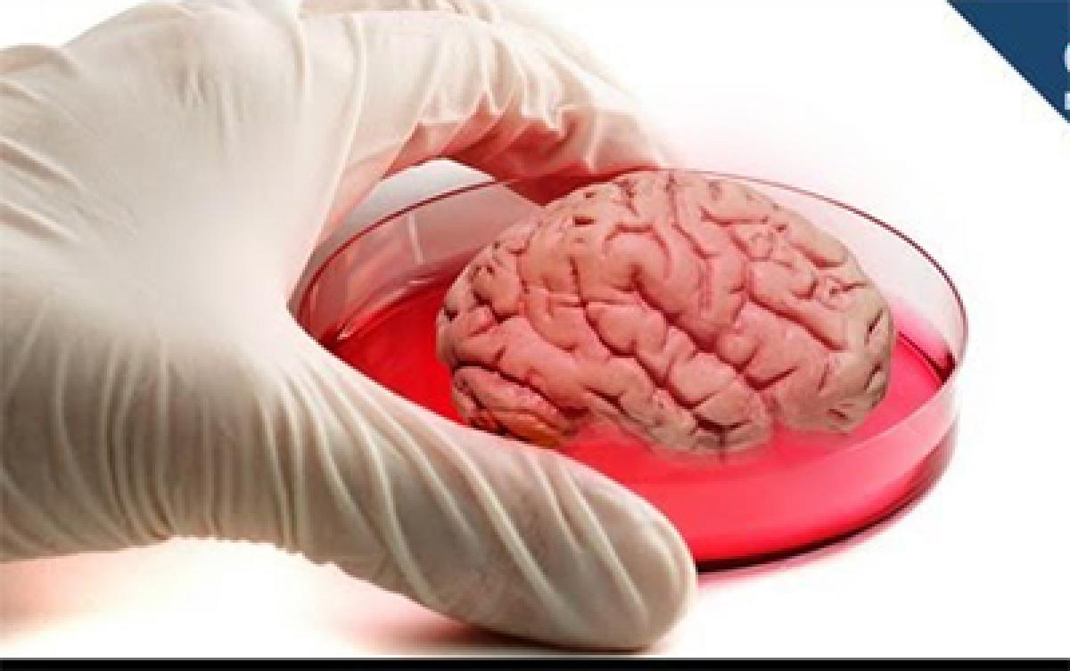 Human brain equivalent to 5 week old foetus grown in lab