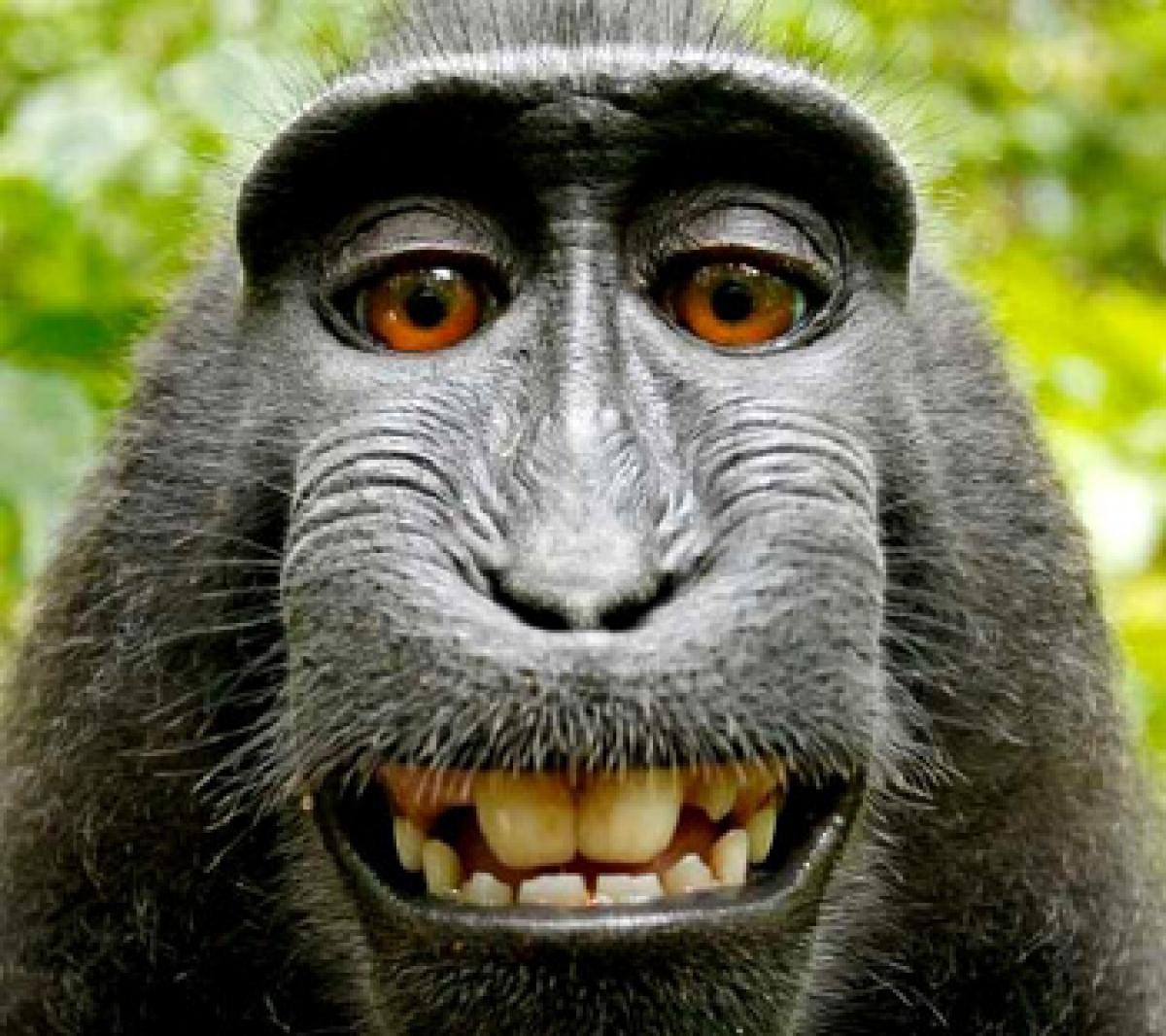 Monkey Selfie Naruto files appeal