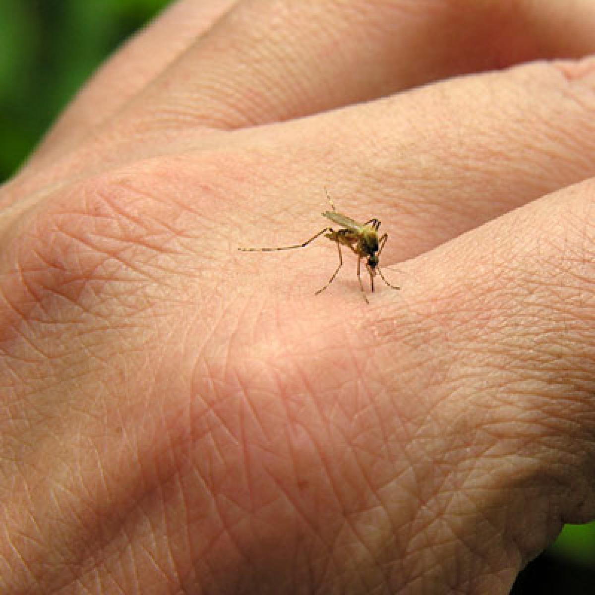 No protection for hostellers from mosquito bites