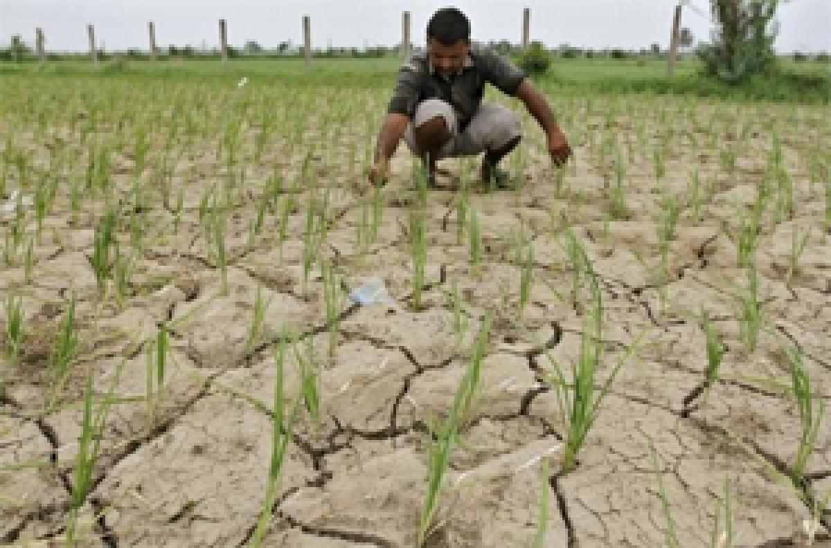 Dry spell wilts crops, stokes food inflation concerns