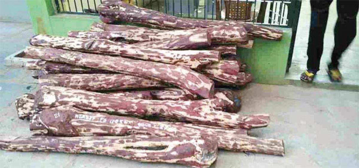 30 red sanders logs worth `80 lakh seized; 5 held