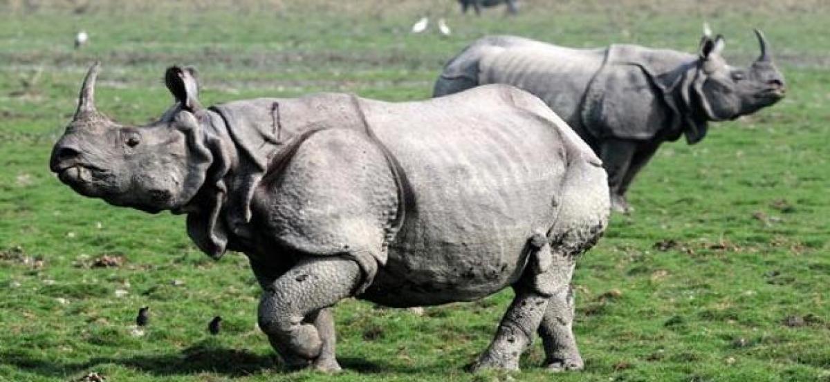 Assam to form Special force to protect rhino